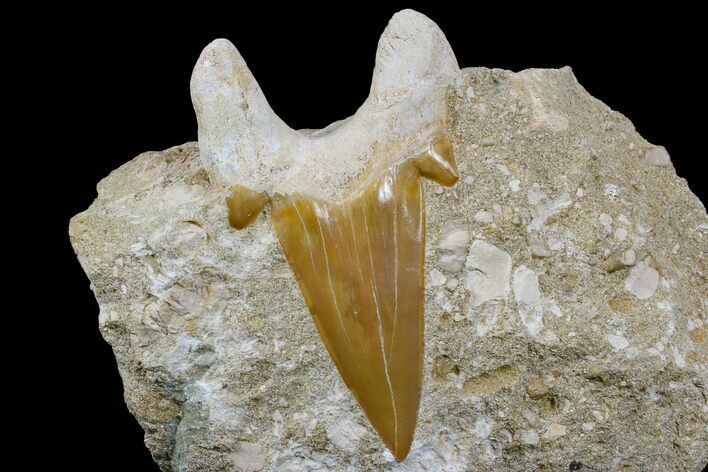 Otodus Shark Tooth Fossil in Rock - Eocene #171280